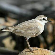 Gravelot à front blanc