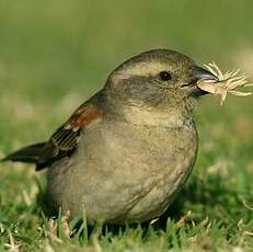 Moineau mélanure