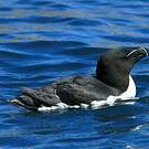 Pingouin torda
