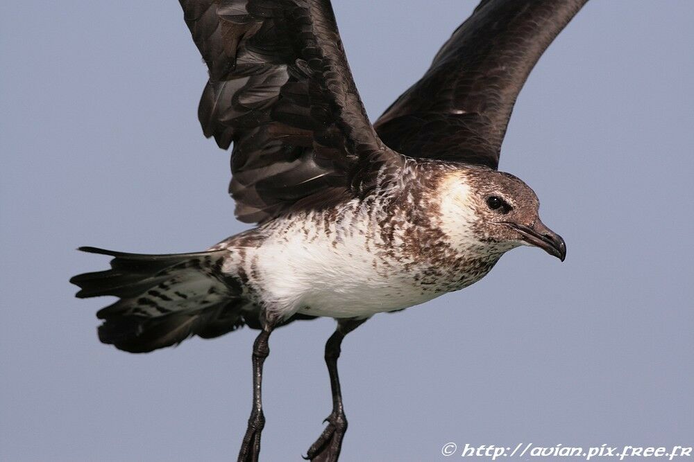 Pomarine Jaeger