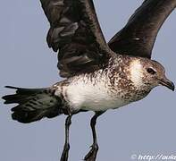 Pomarine Jaeger