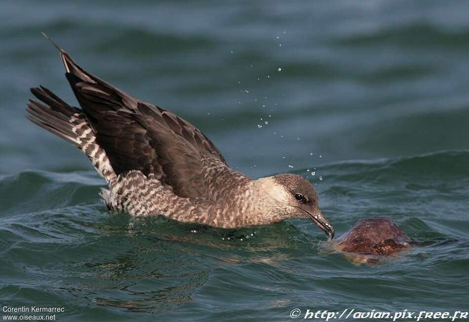 Pomarine Jaegerimmature, eats