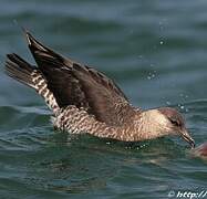 Pomarine Jaeger