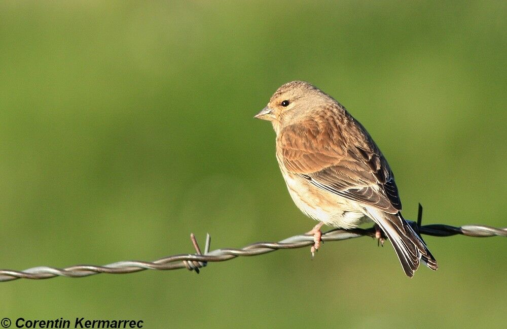 Common Linnet female adult breeding