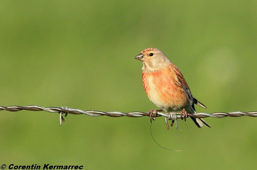 Common Linnet male adult breeding