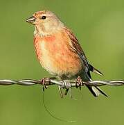 Common Linnet