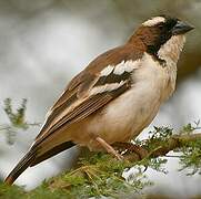 White-browed Sparrow-Weaver