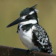 Pied Kingfisher