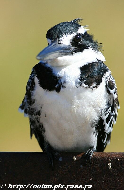 Pied Kingfisheradult post breeding