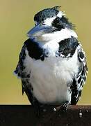 Pied Kingfisher