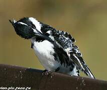 Pied Kingfisher