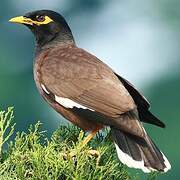 Common Myna