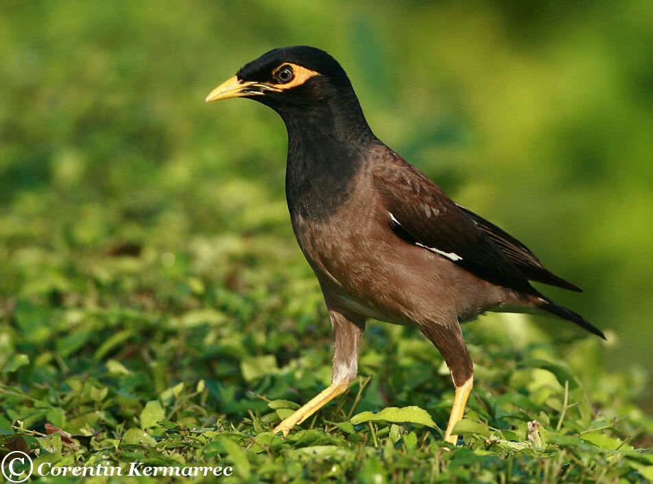 Common Mynaadult breeding