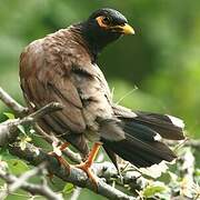 Common Myna