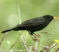 Common Blackbird