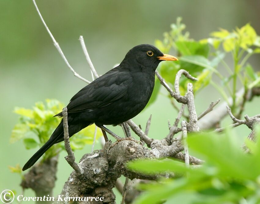 Common Blackbird male adult breeding