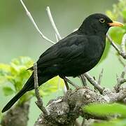 Common Blackbird