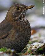 Common Blackbird