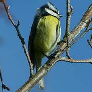 Mésange bleue