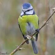 Mésange bleue