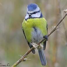 Mésange bleue