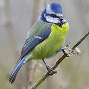 Eurasian Blue Tit