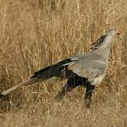 Secretarybird