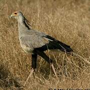 Secretarybird