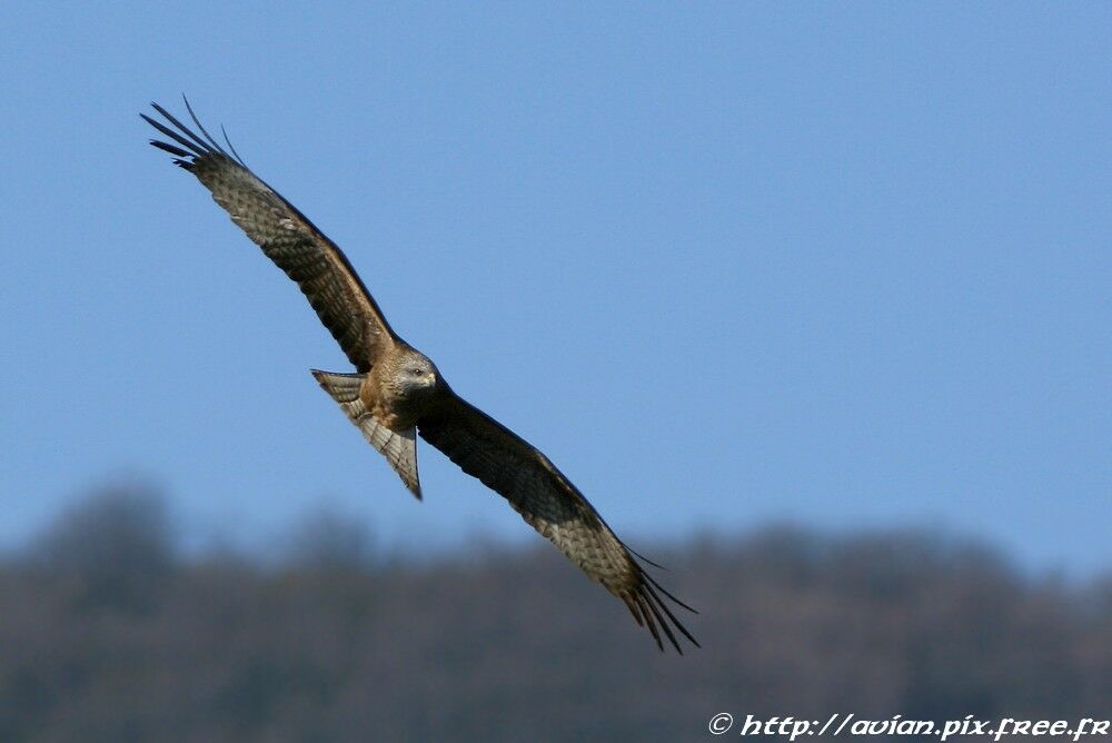 Black Kiteadult breeding