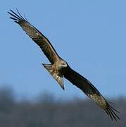 Black Kite