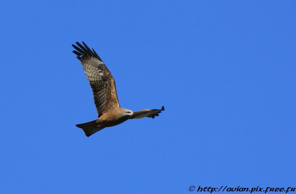 Black Kite