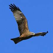 Black Kite