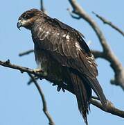 Black Kite