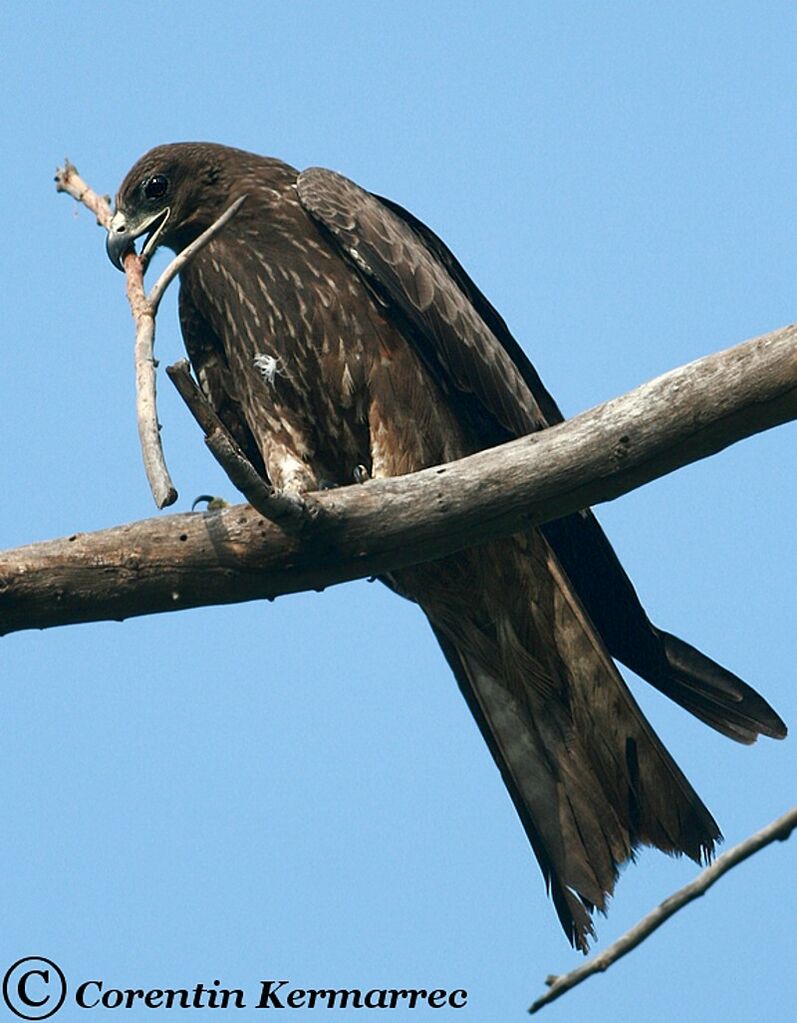 Black Kiteadult breeding