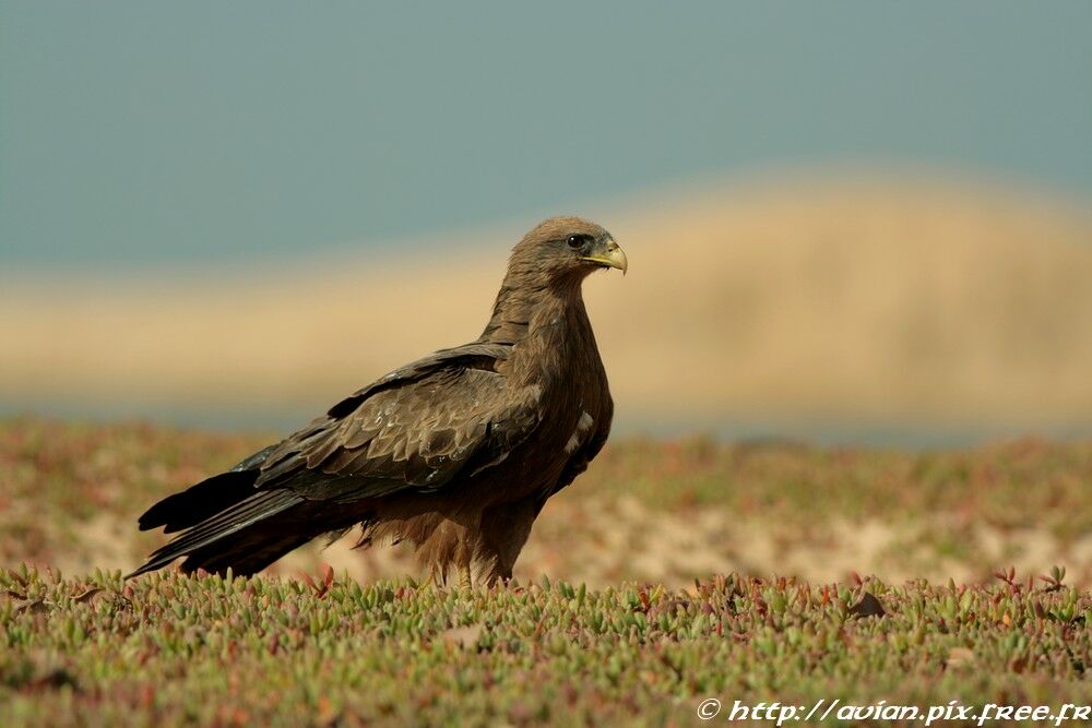 Black Kiteadult breeding