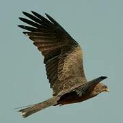 Black Kite