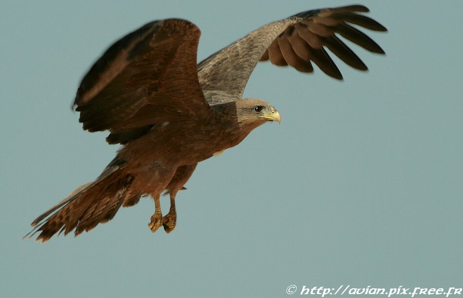 Black Kite