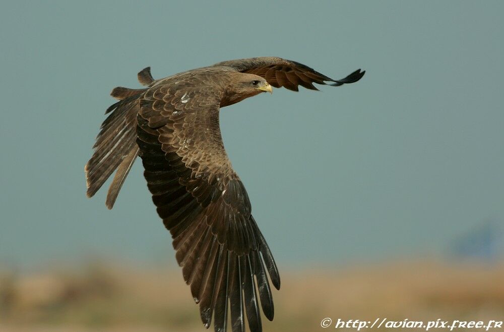 Black Kiteadult breeding