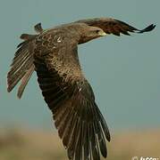 Black Kite