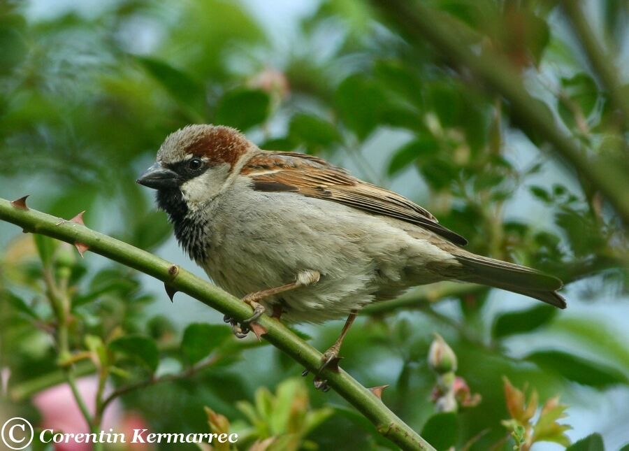 House Sparrow male adult breeding