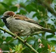 House Sparrow