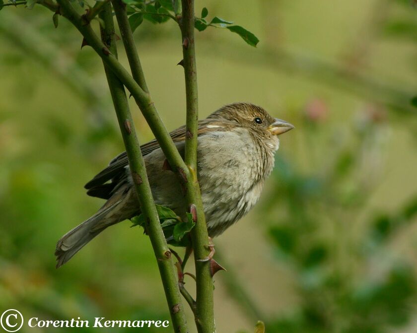 Moineau domestique femelle adulte nuptial