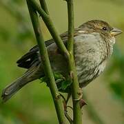 House Sparrow