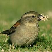 Cape Sparrow