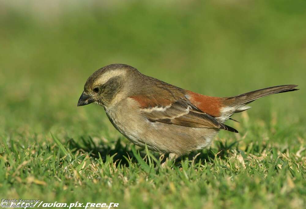 Moineau mélanure femelle adulte, identification