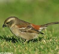 Cape Sparrow