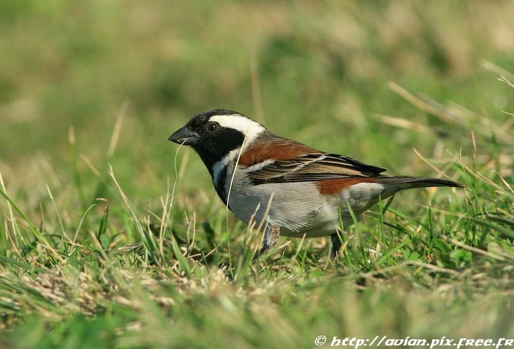 Cape Sparrow male adult, identification