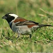 Cape Sparrow