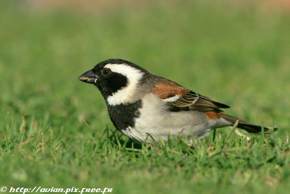 Cape Sparrow male adult