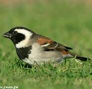 Cape Sparrow